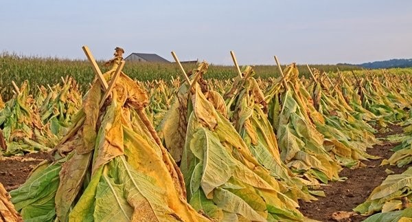 Xuất khẩu tổng hợp (đồ uống, thuốc lá, hàng may mặc, giày dép,…)